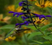 2023 09 17 LongFellowGardens 046